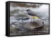 Grey Wagtail Male on Rock in Fast Flowing Upland Stream, Upper Teesdale, Co Durham, England, UK-Andy Sands-Framed Stretched Canvas