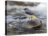 Grey Wagtail Male on Rock in Fast Flowing Upland Stream, Upper Teesdale, Co Durham, England, UK-Andy Sands-Stretched Canvas