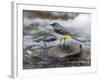 Grey Wagtail Male on Rock in Fast Flowing Upland Stream, Upper Teesdale, Co Durham, England, UK-Andy Sands-Framed Photographic Print