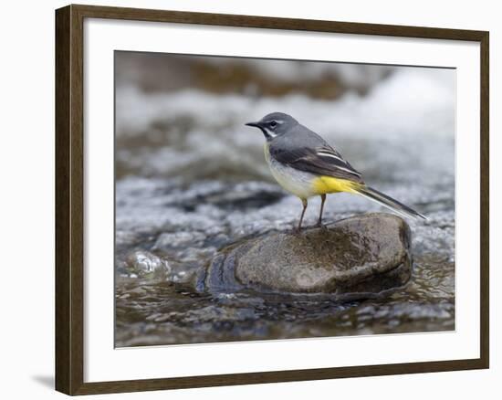 Grey Wagtail Male on Rock in Fast Flowing Upland Stream, Upper Teesdale, Co Durham, England, UK-Andy Sands-Framed Photographic Print