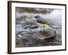 Grey Wagtail Male on Rock in Fast Flowing Upland Stream, Upper Teesdale, Co Durham, England, UK-Andy Sands-Framed Photographic Print