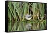 Grey Wagtail (Motacilla Cinerea) Amongst Vegetation, Kent, UK, February-Terry Whittaker-Framed Stretched Canvas