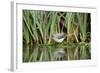 Grey Wagtail (Motacilla Cinerea) Amongst Vegetation, Kent, UK, February-Terry Whittaker-Framed Photographic Print