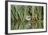 Grey Wagtail (Motacilla Cinerea) Amongst Vegetation, Kent, UK, February-Terry Whittaker-Framed Photographic Print