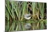 Grey Wagtail (Motacilla Cinerea) Amongst Vegetation, Kent, UK, February-Terry Whittaker-Mounted Photographic Print