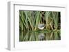 Grey Wagtail (Motacilla Cinerea) Amongst Vegetation, Kent, UK, February-Terry Whittaker-Framed Photographic Print