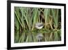 Grey Wagtail (Motacilla Cinerea) Amongst Vegetation, Kent, UK, February-Terry Whittaker-Framed Photographic Print