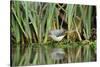 Grey Wagtail (Motacilla Cinerea) Amongst Vegetation, Kent, UK, February-Terry Whittaker-Stretched Canvas