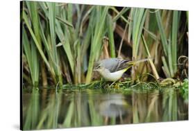 Grey Wagtail (Motacilla Cinerea) Amongst Vegetation, Kent, UK, February-Terry Whittaker-Stretched Canvas