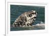 Grey Whale (Eschrichtius robustus) adult, close-up of flipper with heavy scarring, San Ignacio-Malcolm Schuyl-Framed Photographic Print