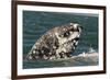Grey Whale (Eschrichtius robustus) adult, close-up of flipper with heavy scarring, San Ignacio-Malcolm Schuyl-Framed Photographic Print
