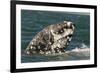 Grey Whale (Eschrichtius robustus) adult, close-up of flipper with heavy scarring, San Ignacio-Malcolm Schuyl-Framed Photographic Print