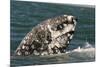 Grey Whale (Eschrichtius robustus) adult, close-up of flipper with heavy scarring, San Ignacio-Malcolm Schuyl-Mounted Photographic Print