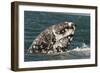 Grey Whale (Eschrichtius robustus) adult, close-up of flipper with heavy scarring, San Ignacio-Malcolm Schuyl-Framed Photographic Print