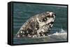 Grey Whale (Eschrichtius robustus) adult, close-up of flipper with heavy scarring, San Ignacio-Malcolm Schuyl-Framed Stretched Canvas