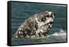 Grey Whale (Eschrichtius robustus) adult, close-up of flipper with heavy scarring, San Ignacio-Malcolm Schuyl-Framed Stretched Canvas