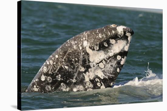 Grey Whale (Eschrichtius robustus) adult, close-up of flipper with heavy scarring, San Ignacio-Malcolm Schuyl-Stretched Canvas