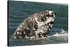 Grey Whale (Eschrichtius robustus) adult, close-up of flipper with heavy scarring, San Ignacio-Malcolm Schuyl-Stretched Canvas