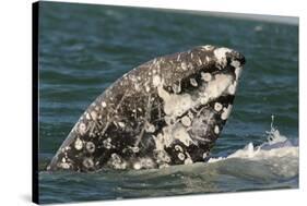 Grey Whale (Eschrichtius robustus) adult, close-up of flipper with heavy scarring, San Ignacio-Malcolm Schuyl-Stretched Canvas