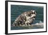 Grey Whale (Eschrichtius robustus) adult, close-up of flipper with heavy scarring, San Ignacio-Malcolm Schuyl-Framed Photographic Print