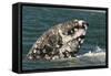 Grey Whale (Eschrichtius robustus) adult, close-up of flipper with heavy scarring, San Ignacio-Malcolm Schuyl-Framed Stretched Canvas