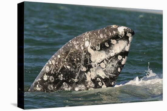 Grey Whale (Eschrichtius robustus) adult, close-up of flipper with heavy scarring, San Ignacio-Malcolm Schuyl-Stretched Canvas