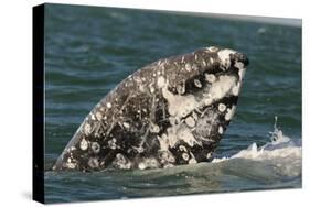 Grey Whale (Eschrichtius robustus) adult, close-up of flipper with heavy scarring, San Ignacio-Malcolm Schuyl-Stretched Canvas