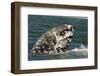 Grey Whale (Eschrichtius robustus) adult, close-up of flipper with heavy scarring, San Ignacio-Malcolm Schuyl-Framed Photographic Print