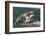 Grey Whale (Eschrichtius robustus) adult, close-up of flipper with heavy scarring, San Ignacio-Malcolm Schuyl-Framed Photographic Print