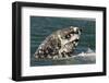 Grey Whale (Eschrichtius robustus) adult, close-up of flipper with heavy scarring, San Ignacio-Malcolm Schuyl-Framed Photographic Print