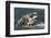 Grey Whale (Eschrichtius robustus) adult, close-up of flipper with heavy scarring, San Ignacio-Malcolm Schuyl-Framed Photographic Print