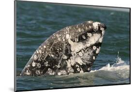 Grey Whale (Eschrichtius robustus) adult, close-up of flipper with heavy scarring, San Ignacio-Malcolm Schuyl-Mounted Photographic Print