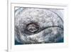 Grey whale eye, Magdalena Bay, Baja California, Mexico, February-Claudio Contreras-Framed Photographic Print