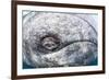 Grey whale eye, Magdalena Bay, Baja California, Mexico, February-Claudio Contreras-Framed Photographic Print