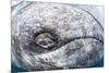 Grey whale eye, Magdalena Bay, Baja California, Mexico, February-Claudio Contreras-Mounted Photographic Print