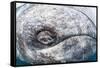 Grey whale eye, Magdalena Bay, Baja California, Mexico, February-Claudio Contreras-Framed Stretched Canvas