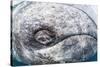 Grey whale eye, Magdalena Bay, Baja California, Mexico, February-Claudio Contreras-Stretched Canvas