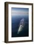 Grey whale, Magdalena Bay, Baja California, Mexico-Claudio Contreras-Framed Photographic Print