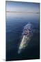 Grey whale, Magdalena Bay, Baja California, Mexico-Claudio Contreras-Mounted Photographic Print