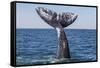 Grey whale tail, Baja California, Mexico-Claudio Contreras-Framed Stretched Canvas