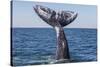 Grey whale tail, Baja California, Mexico-Claudio Contreras-Stretched Canvas