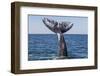 Grey whale tail, Baja California, Mexico-Claudio Contreras-Framed Photographic Print