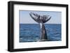 Grey whale tail, Baja California, Mexico-Claudio Contreras-Framed Photographic Print