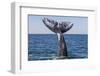 Grey whale tail, Baja California, Mexico-Claudio Contreras-Framed Photographic Print