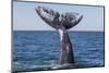 Grey whale tail, Baja California, Mexico-Claudio Contreras-Mounted Photographic Print