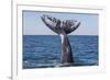 Grey whale tail, Baja California, Mexico-Claudio Contreras-Framed Photographic Print