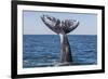 Grey whale tail, Baja California, Mexico-Claudio Contreras-Framed Photographic Print