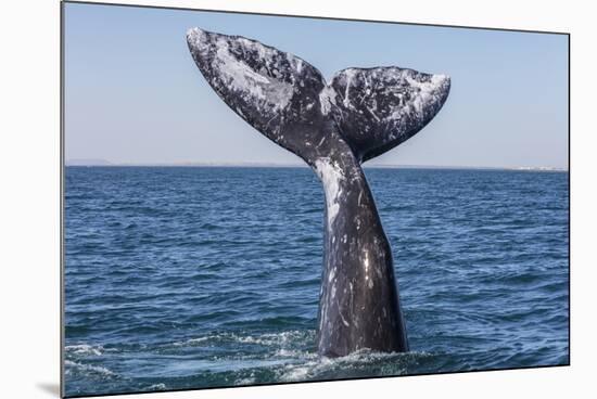 Grey whale tail, Baja California, Mexico-Claudio Contreras-Mounted Photographic Print