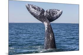 Grey whale tail, Baja California, Mexico-Claudio Contreras-Mounted Photographic Print