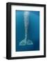 Grey whale tail, Magdalena Bay, Baja California, Mexico-Claudio Contreras-Framed Photographic Print